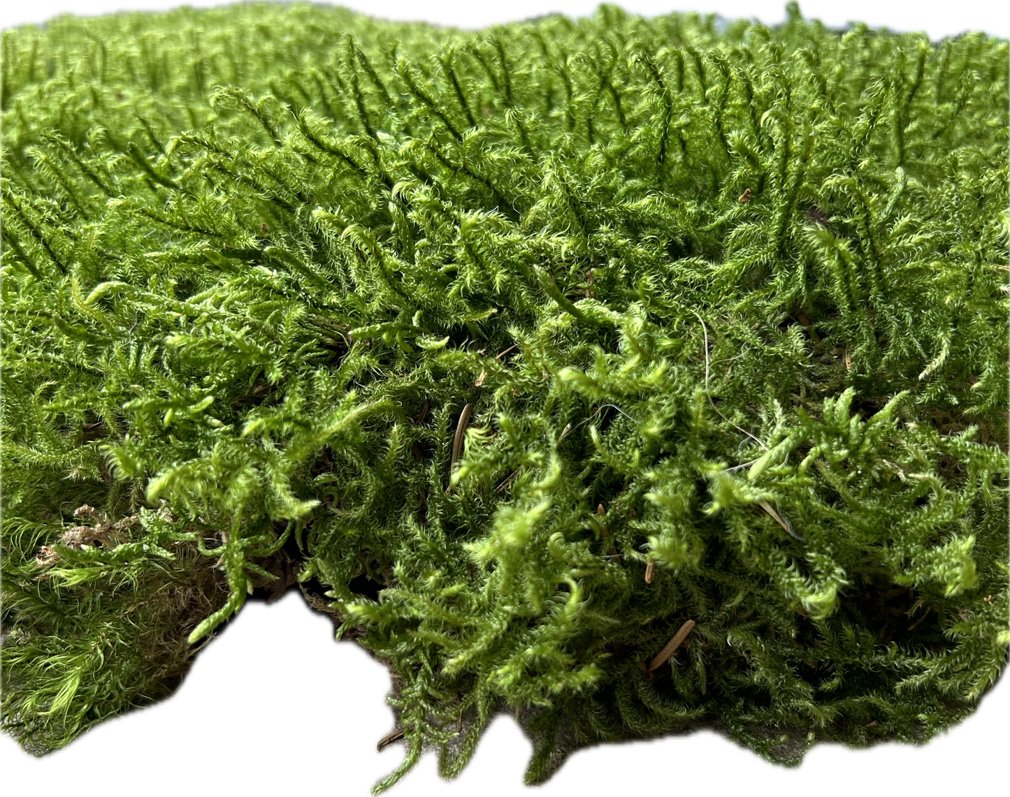 Mousse de Bourrage - 20 Litres