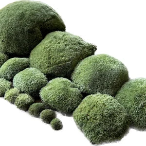 Mousse Boule Végétale Naturelle - Gros Calibre Leucobryum Glaucum
