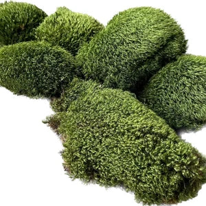 Mousse de Provence - Dicranum Scoparium - 0,3 m² par Caisse