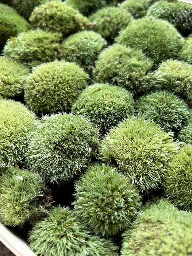 Mousse Boule Végétale Naturelle - Petit Calibre Leucobryum Glaucum