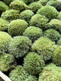 Mousse Boule Végétale Naturelle - Petit Calibre Leucobryum Glaucum