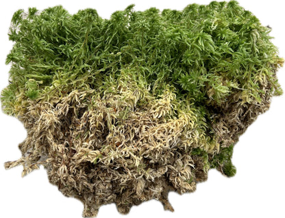 Sphaigne Vivante - 3 Litres