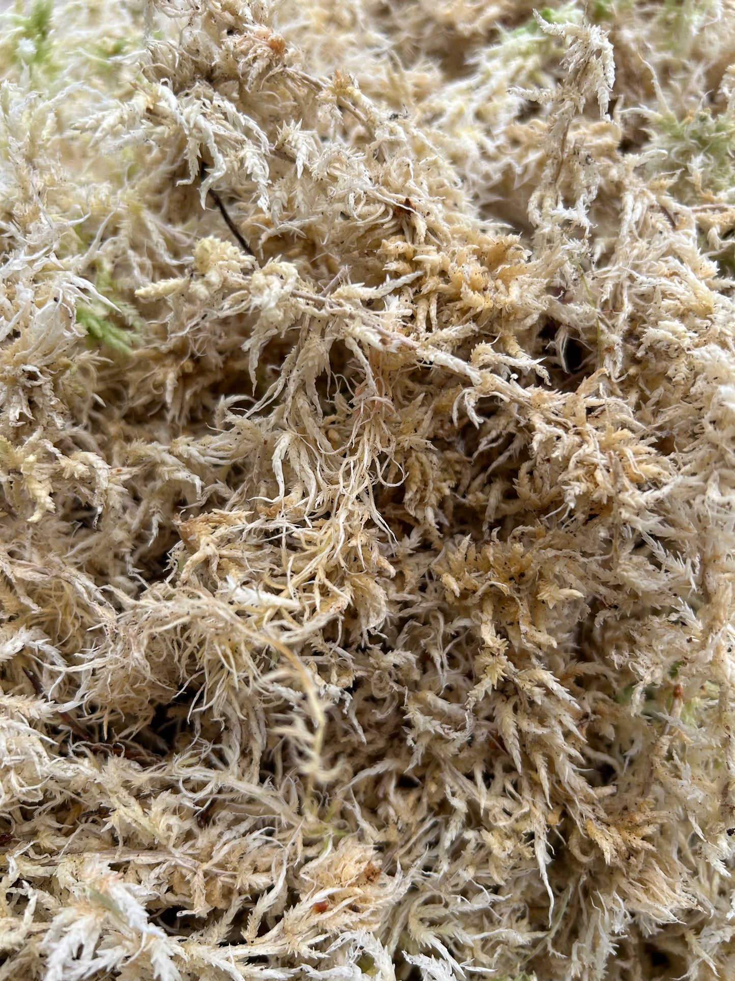 Sphaigne Sèche Française - 10 kg