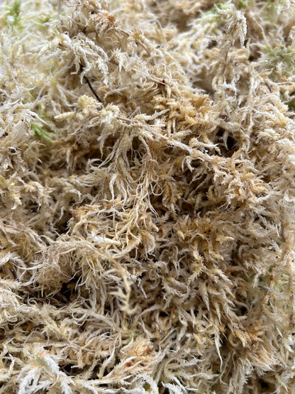 Sphaigne Sèche Française - 10 kg