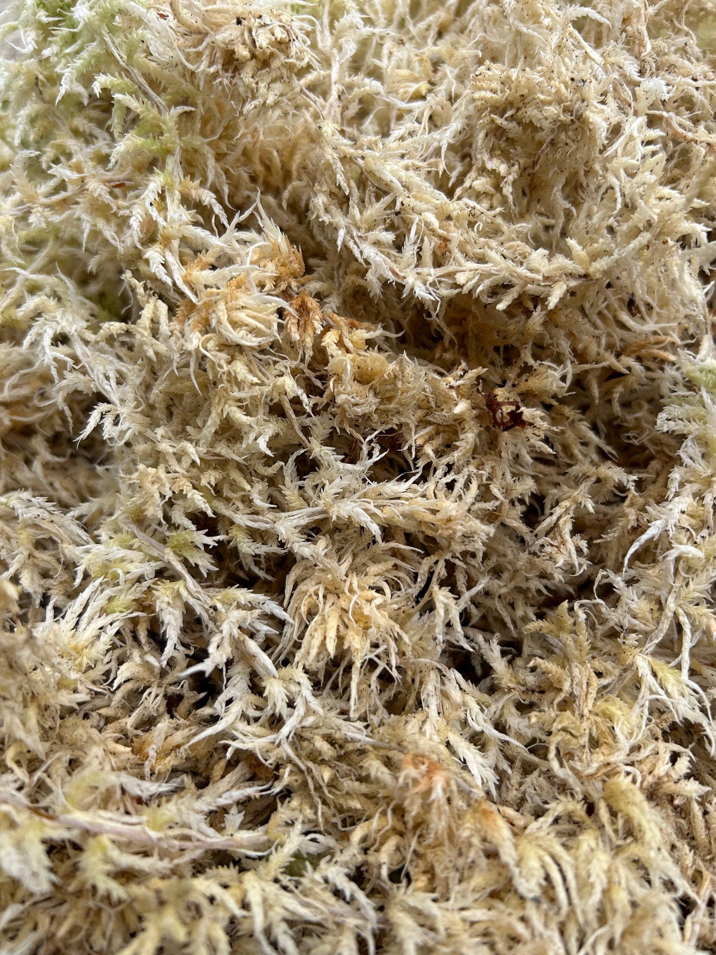 Sphaigne Sèche Française - 5 kg