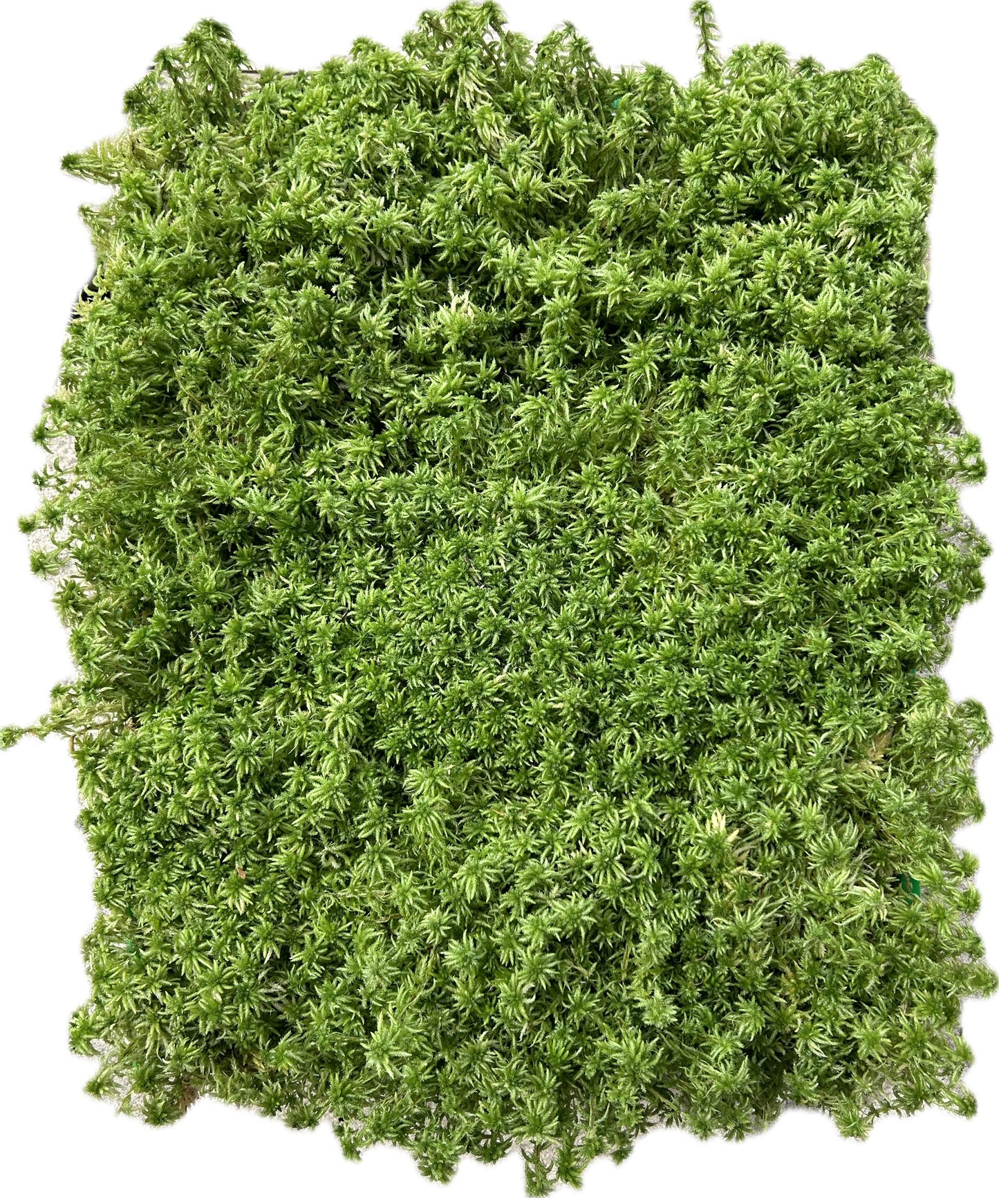 Sphaigne Vivante - 3 Litres