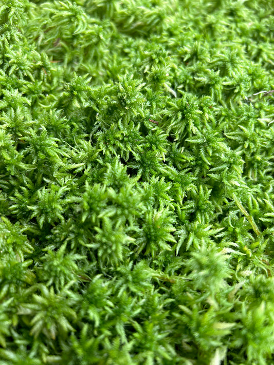 Sphaigne Vivante - 6 Litres