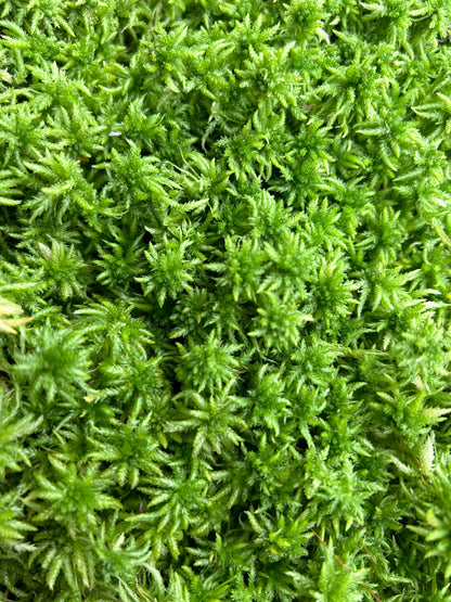 Sphaigne Vivante - 3 Litres