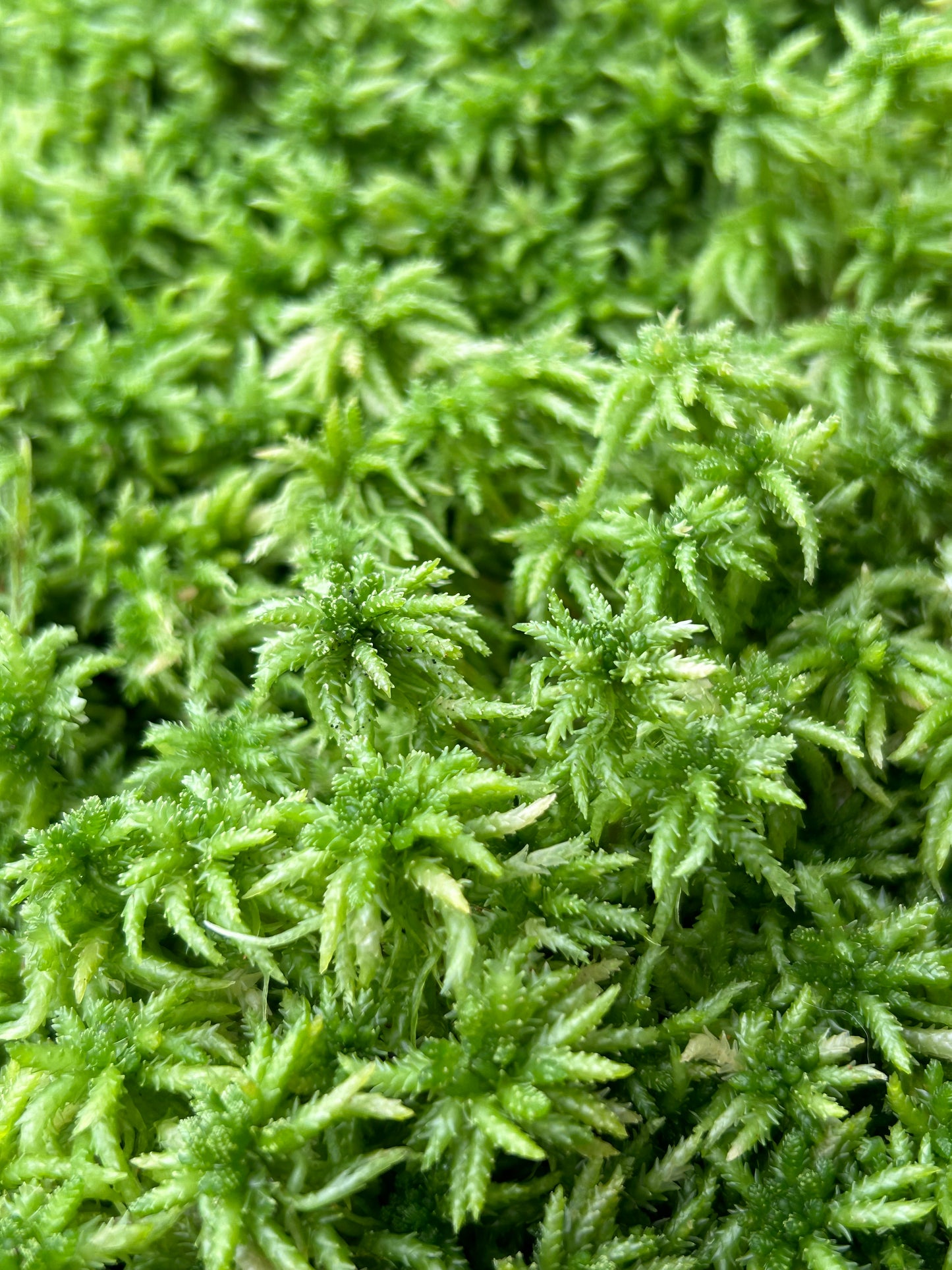 Sphaigne Vivante - 3 Litres