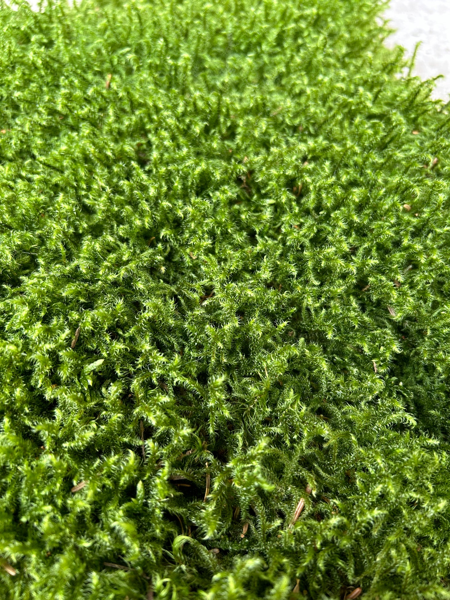 Mousse de Bourrage - 100 Litres