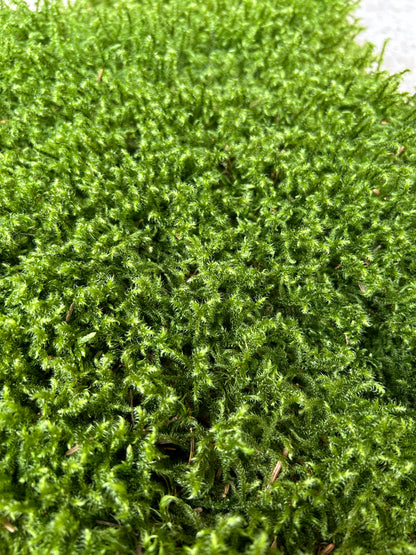 Mousse de Bourrage - 100 Litres