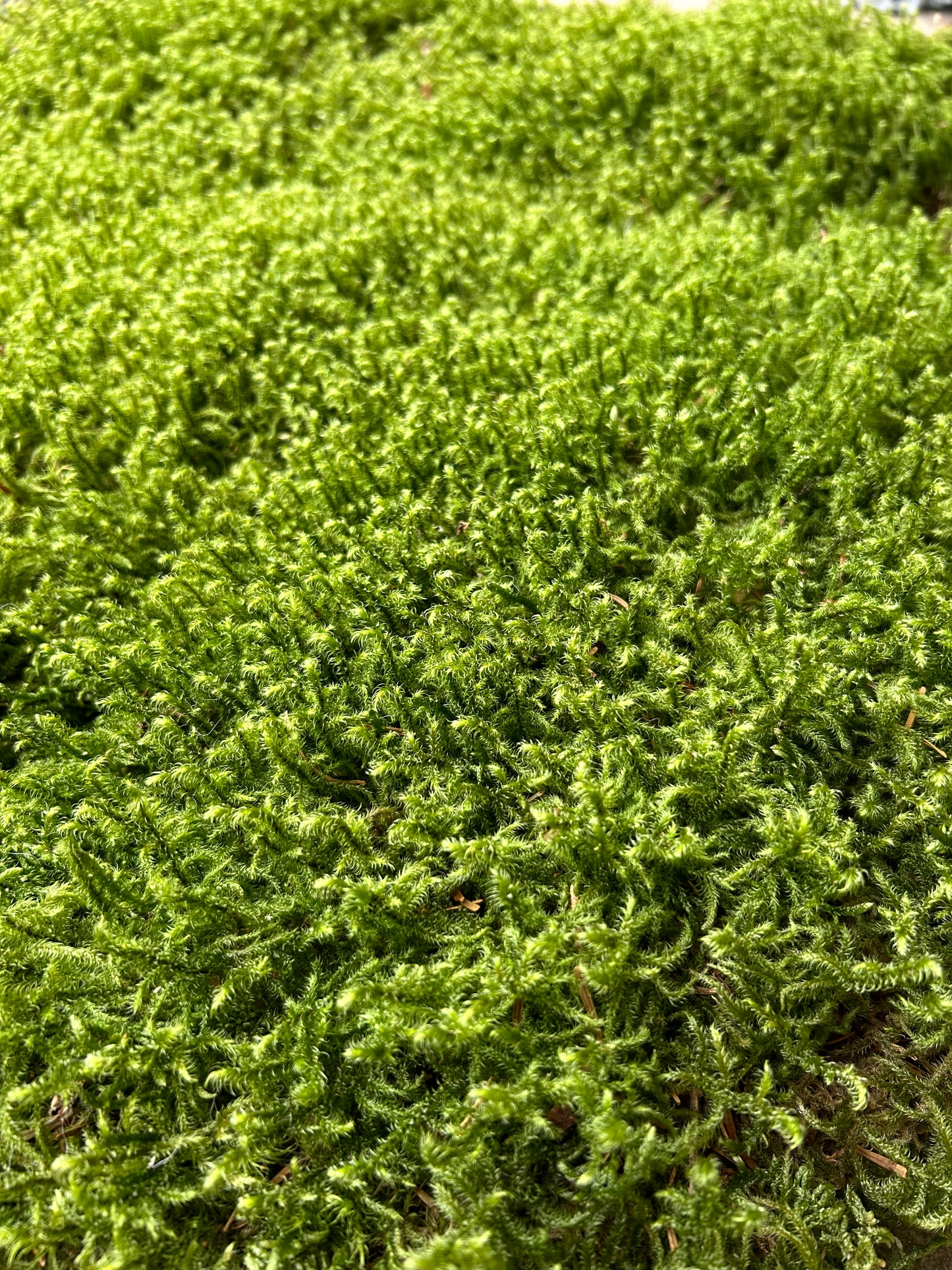 Mousse de Bourrage - 100 Litres