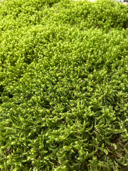 Mousse de Bourrage - 100 Litres