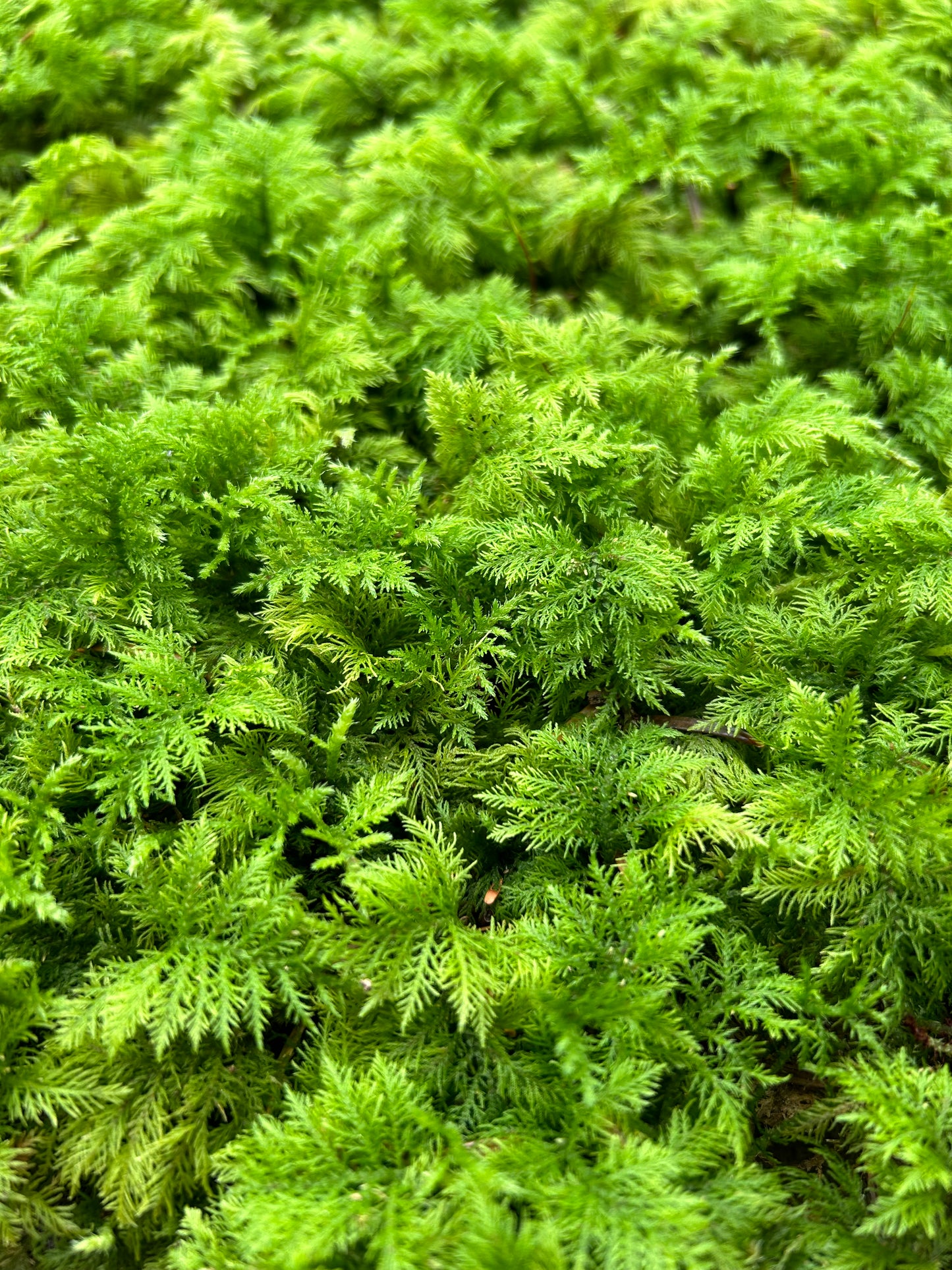 Mousse Fougère Végétale Naturelle