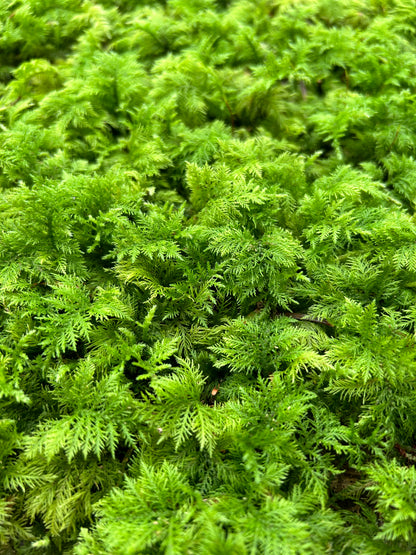 Mousse Fougère Végétale Naturelle