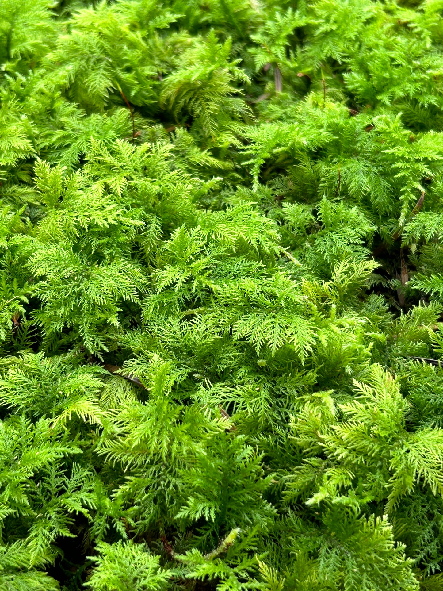 Mousse Fougère Végétale Naturelle