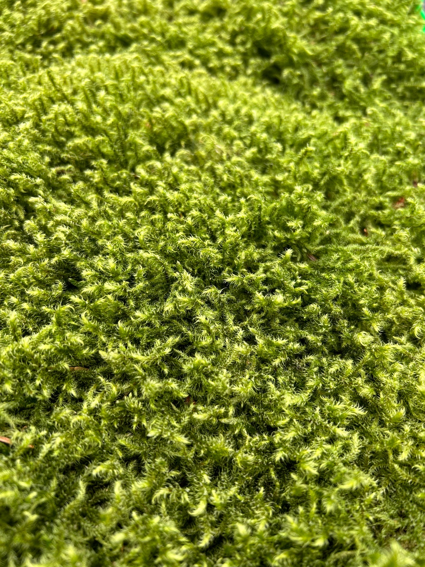 Mousse de Bourrage - 100 Litres