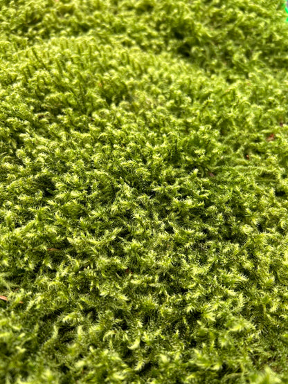 Mousse de Bourrage - 100 Litres