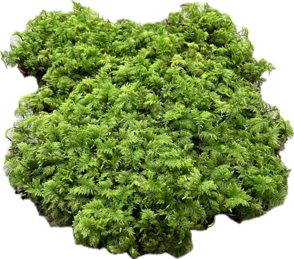 Mousse Fougère Végétale Naturelle