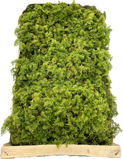 Mousse Fougère Végétale Naturelle