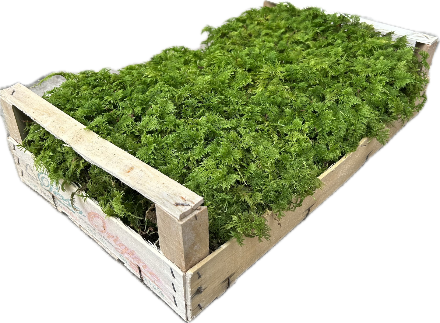 Mousse Fougère Végétale Naturelle