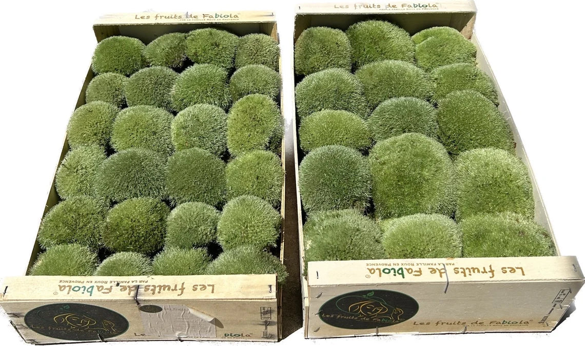 Mousse Boule Végétale Naturelle - Leucobryum Glaucum