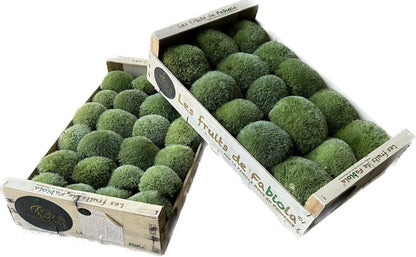 Mousse Boule Végétale Naturelle - Leucobryum Glaucum