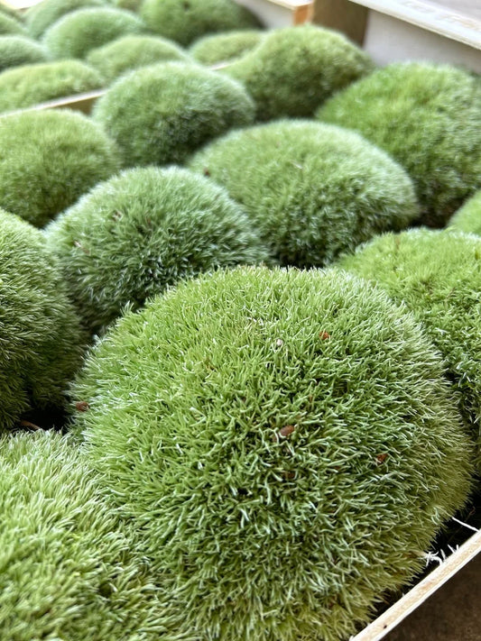 Mousse Boule Végétale Naturelle - Leucobryum Glaucum
