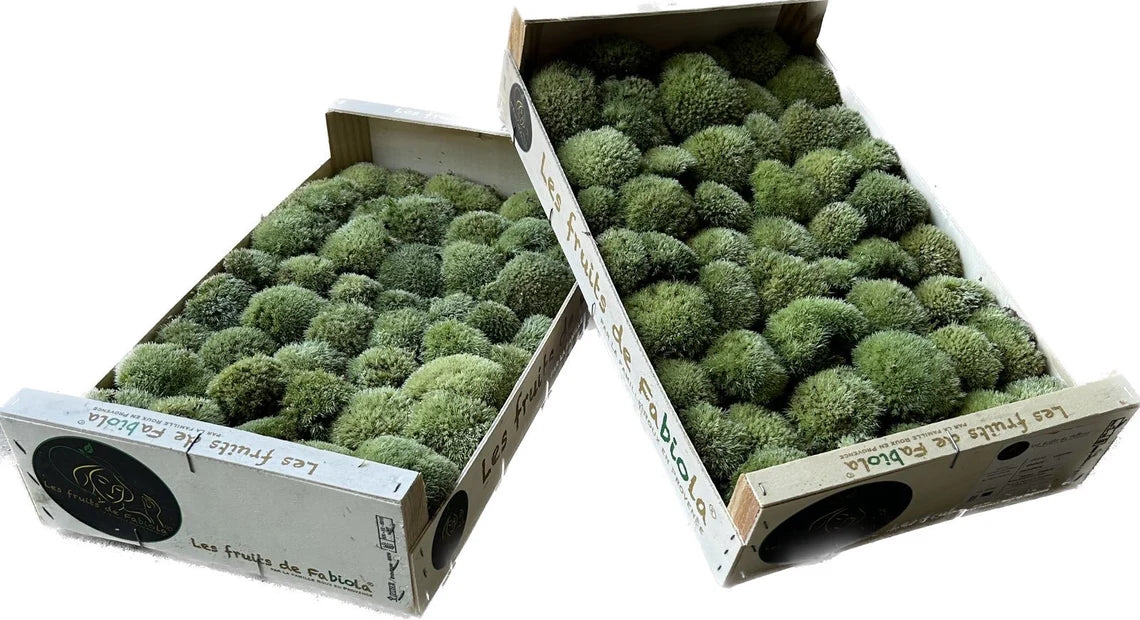 Mousse Boule Végétale Naturelle - Petit Calibre Leucobryum Glaucum