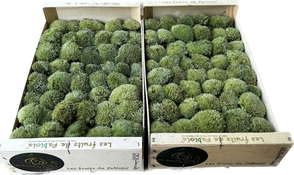 Mousse Boule Végétale Naturelle - Petit Calibre Leucobryum Glaucum