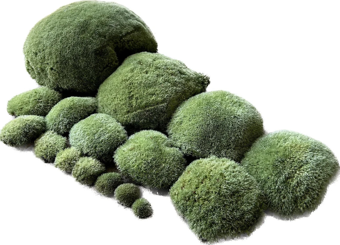 Mousse Boule Végétale Naturelle - Leucobryum Glaucum