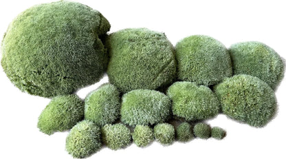Mousse Boule Végétale Naturelle - Leucobryum Glaucum