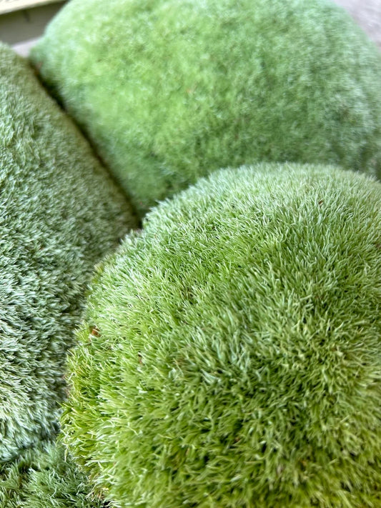 Mousse Boule Végétale Naturelle - Gros Calibre Leucobryum Glaucum