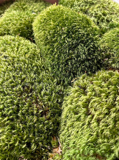 Mousse de Provence - Dicranum Scoparium - 0,3 m² par Caisse