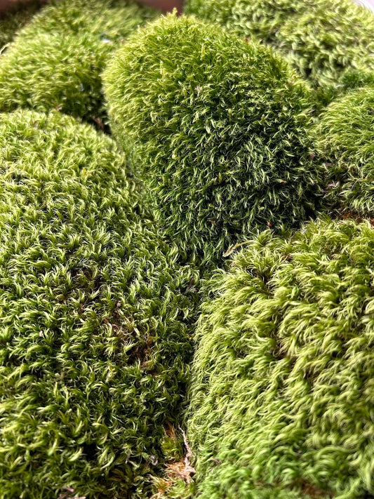 Mousse de Provence - Dicranum Scoparium - 0,3 m² par Caisse