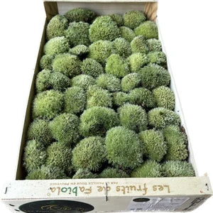 Mousse Boule Végétale Naturelle - Petit Calibre Leucobryum Glaucum