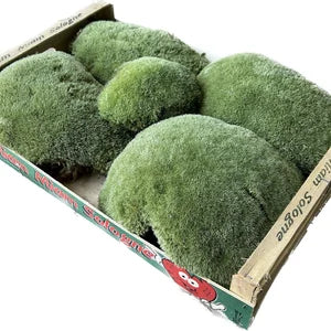 Mousse Boule Végétale Naturelle - Gros Calibre Leucobryum Glaucum