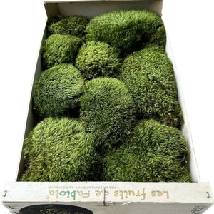 Mousse de Provence - Dicranum Scoparium - 0,3 m² par Caisse