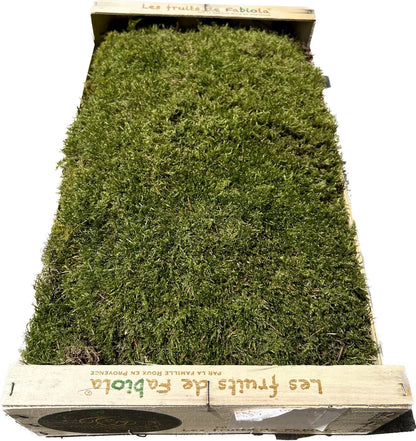 Mousse Plate Végétale Naturelle - 0,6 m² par Caisse