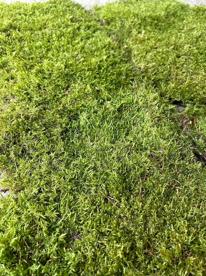 Mousse Plate Végétale Naturelle - 0,6 m² par Caisse