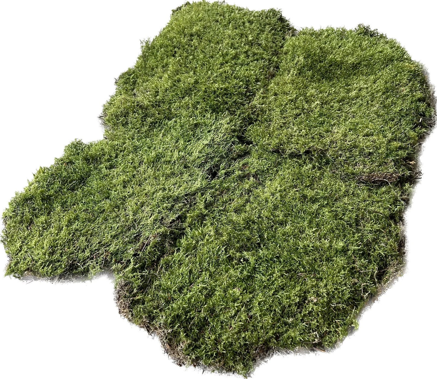 Mousse Plate Végétale Naturelle - 0,6 m² par Caisse