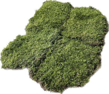 Mousse Plate Végétale Naturelle - 0,6 m² par Caisse